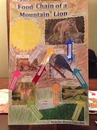 Pin By Michelle Riccio Musca On Science Project Food Chain Science Fair Projects Science Projects Science Fair