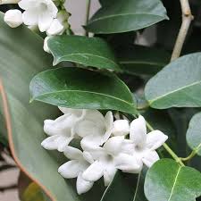 Image result for Hermannia floribunda