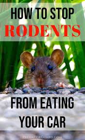 How To Stop Rats Mice And Other Rodents Eating Car Wiring Predator Guard Predator Deterrents And Repellents Rodent Repellent Mice Repellent Natural Rodent Repellant