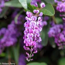 Image result for Landolphia violacea