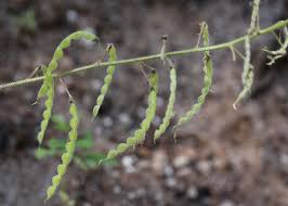 Image result for Desmodium uncinatum