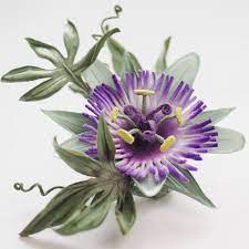 Pin On Passion Flower Stuff