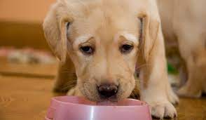 How To Stop Your Puppy Or Dog Growling When Eating