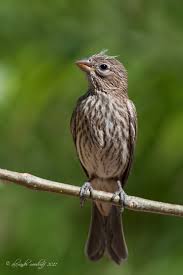 Big Black Birds In Indiana House Finch Google Search Backyard Birds Feeders Backyard Birds Pet Birds