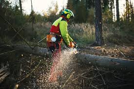 Connaught tree care services is a professional and reliable tree surgeon. Shrub Removal Tree Companies Near Me Waterbury Ct