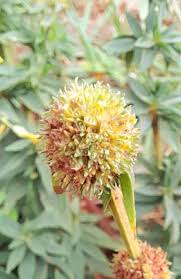 Image result for Spermacoce ruelliae