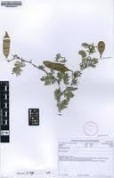 Image result for Acacia fleckii