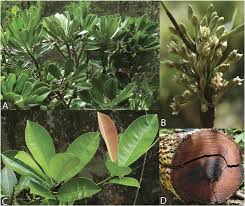 Image result for Manilkara mochisia