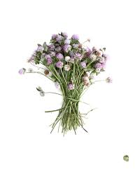 Clover Still Mary Jo Hoffman Flowers Plant Aesthetic Plants