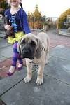 English Mastiff Puppies - Petland Bradenton