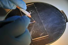 Human malaria is caused by four different species of plasmodium: Wits University Scientists Artificially Infect Mosquitoes With Human Malaria To Advance Treatment Eurekalert Science News