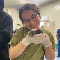 8 "Damla Comert" profiles