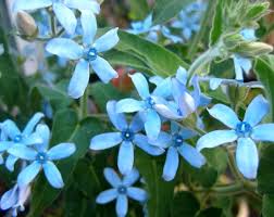 Rare Turquoise Blue Star Milkweed Vine Tweedia Oxypetalum Caeruleum 10 Seeds Unusual Flowers Milkweed Blue Passion Flower