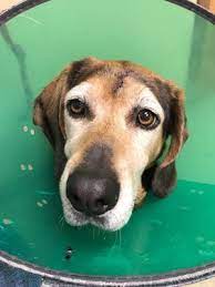 Choose from thousands of hotel discounts & cheap hotel rooms. Westgate Pet Clinic 4345 France Ave S Minneapolis Mn Unknown Mapquest