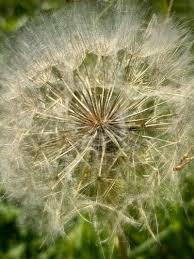 Online Photoshop Express