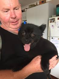 Instagram groomer Luciano Ribeiro. Grooming by-me.