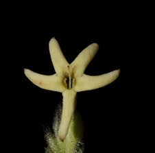 Image result for Manulea conferta