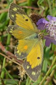 Creating warm, beautiful flower arrangements wrapped elegantly and delivered to a location of your choosing. Dsc 5356 Butterfly Pictures Beautiful Butterflies Butterfly Flowers