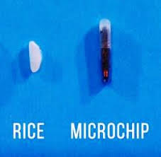 Microchips australia, the exclusive distributor of trovan rfid microchips and readers, was established in 1989 and has a wealth of experience in the area of rfid identification of companion animals and in many other applications such as zoos, wildlife research, laboratory animals and industry. Protect Pets In Ipswich Through Microchipping Springfield Lakes