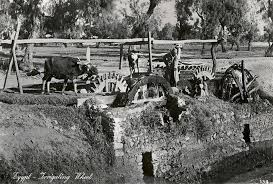 الريف المصري زمان والحياه الهادئه والنوراو النواعير للري Old Egypt Egypt History History Pictures