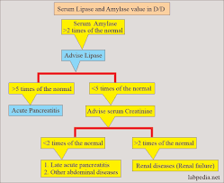 Image result for Lipase