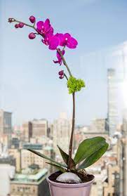 Fate attenzione a non bagnare le foglie quando innaffiate le vostre orchidee. 15 Idee Floreali Da Sballo Orchids Flower Arrangements Orchids In Water