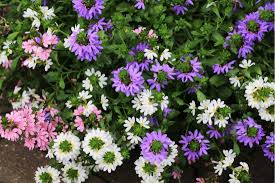 Image result for foto Vějířovka