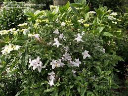 Image result for Mackaya