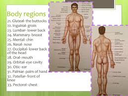 N the study of the structures of living things. Anatomical Terminology Ppt Download