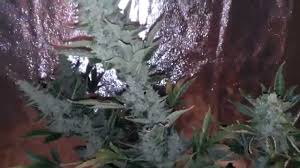 Lowryder #2 is a selectively inbred indica/sativa autoflowering cannabis strain made by the joint doctor, a breeder responsible for marketing the first commercially available autoflowering strain: Day 95 Delicious Seeds Auto Northern Light Blue Lowryder Seeds Diesel Ryder Youtube