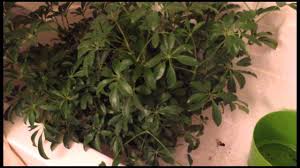 See more ideas about chameleon care, chameleon, veiled chameleon. Preparing Live Plants For A Chameleon S Cage Youtube