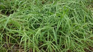 Image result for Urochloa marlothii