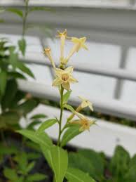 Image result for Cestrum parqui