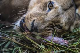 The type of food and the ways in which an animal collects it, form the food habit of the organism. Why Can Animals Eat Raw Meat But We Can T Science
