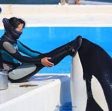Kamogawa Seaworld is one of the only dolphinariums that still allows trainers in the water with captive orcas, but even they have had close calls. Like most marine parks, you won't hear