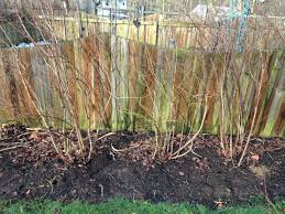 They are classified in the section cyanococcus within the genus vaccinium. Prune Your Blueberry Bushes In Late Winter Hobby Farms