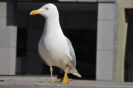 Marti Kus Animals Hayvanlar Alemi Hayvanlar Kus