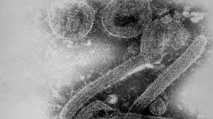 La enfermedad del virus de marburgo se transmite al hombre por murciélagos que se alimentan de frutas y se propaga en la especie humana por contacto directo con fluidos corporales de personas infectadas, o con superficies y materiales, según la oms. El Virus Gemelo Del Ebola Que La Urss Convirtio En Arma Biologica