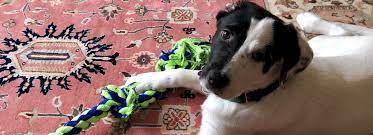 Check spelling or type a new query. We Needed Each Other In This Crazy Mess Is The Pandemic A Good Time To Rescue A Dog Marketwatch