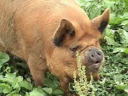 > community events for sale gigs housing jobs resumes services. Kunekune Pigs Kunekune Pigs In The Usa Kunekune Pigs In America American Kunekune Pigs Kunekune Pigs Ohio Ohio Kunekune Pigs Usa Kunekunes Kune Kune Pigs Kune Kune Mini Pigs Pet Pigs Kunekune