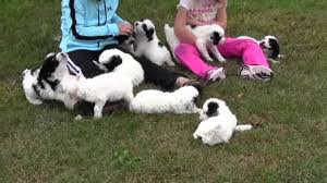 Check spelling or type a new query. Iowa Cockapoo Puppies For Sale Ia Cockapoo Puppies Youtube