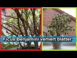 2017 neue produkt lebensdauer größe künstliche ficus bäume kunststoff banyan bonsai baum pflanzen für büro dekoration. Ficus Benjamini Birkenfeige Verliert Blatter Hilfe Pflege Baum Retten Blattverlust Stoppen Youtube
