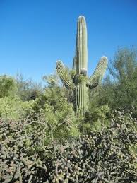 Cactus, flowering plant family comprising 139 genera and nearly 2,000 species, all of which are native to the new world with one possible exception. Growing Saguaro Cactus Information On Saguaro Cactus Care