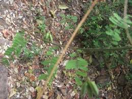 Image result for Abrus melanospermus