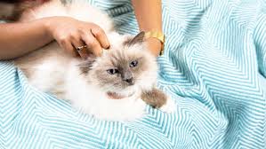 Maybe you would like to learn more about one of these? Diabetes In Cats Symptoms Treatment Purina