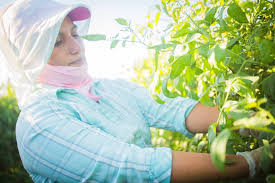 It aims to provide florida's tomato workers with better wages and working conditions. Fair Food Program Home Facebook