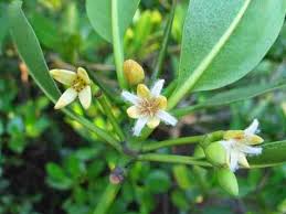 Image result for Rhizophora mucronata