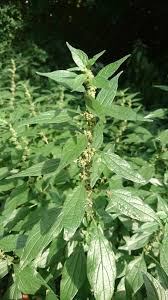 Image result for Parietaria