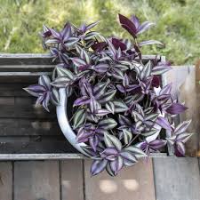 Image result for Tradescantia