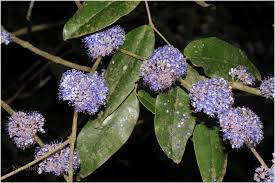 Image result for Memecylon